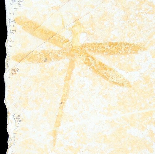 Fossil Dragonfly (Tharsophlebia) - Solnhofen Limestone #38929